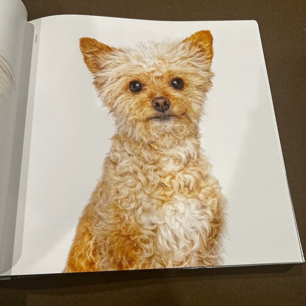 Rover: Wagmore Edition A Beautiful Large Coffee Table Book - Picture 7 of 8